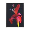 93830-60.jpg Red Flower Framed Poster