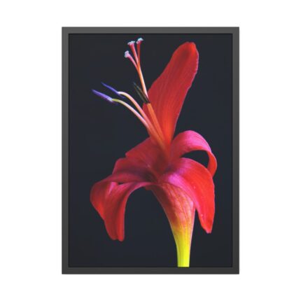 Red Flower Framed Poster