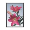 93830-64.jpg Pink Tiger Lily Framed Poster
