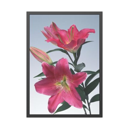 Pink Tiger Lily Framed Poster