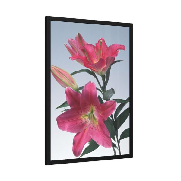 93830-65.jpg Pink Tiger Lily Framed Poster