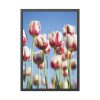 93830-72.jpg Omber Pink and White Tulips Framed Poster