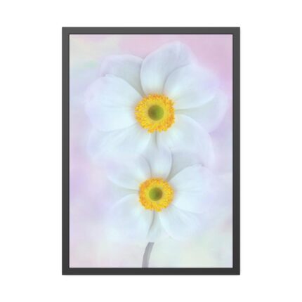 Two White Beautiful Flowers Framed Poster