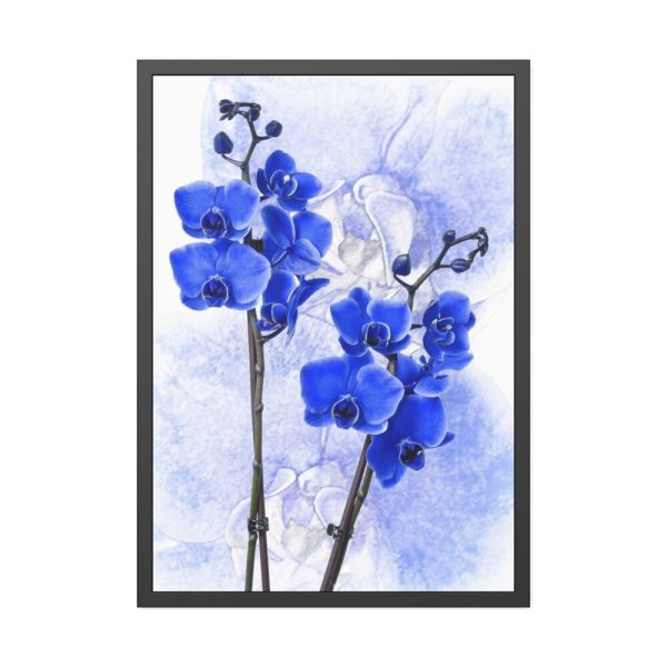 Phalaenopsis Orchid Flower Framed Poster