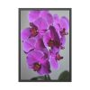 Purple Orchid Framed Poster