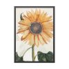 Sunflower  by Johan Teyler Framed Poster