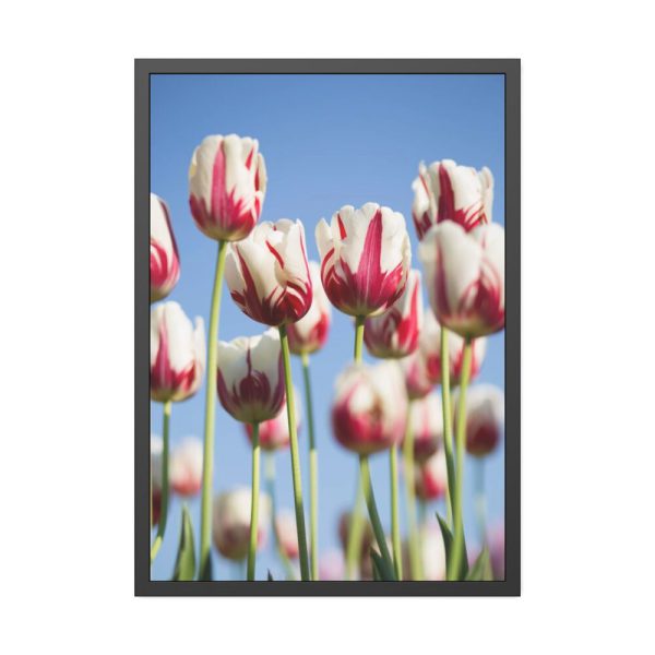 93831-72.jpg Omber Pink and White Tulips Framed Poster