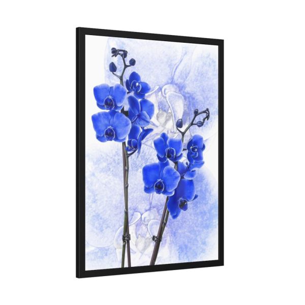Phalaenopsis Orchid Flower Framed Poster
