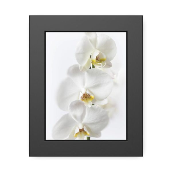 White Orchid Framed Poster
