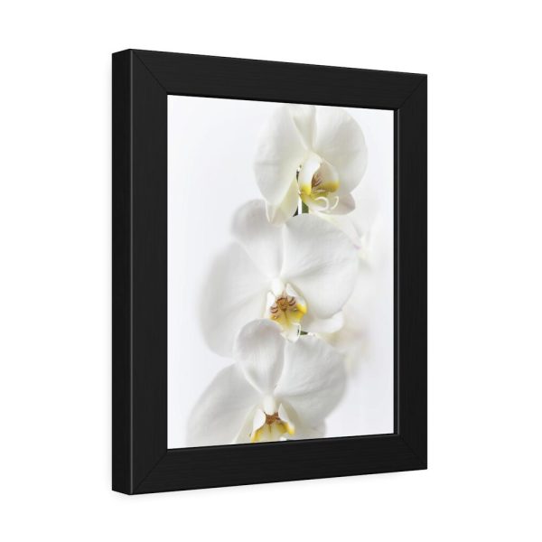 White Orchid Framed Poster