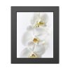 White Orchid Framed Poster