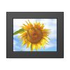 93836-12.jpg Sunflower with Blue Sky Framed Poster
