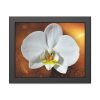 Blossom Orchid Flower Framed Poster