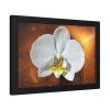 Blossom Orchid Flower Framed Poster