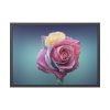 93854-100.jpg Multicolorful Rose Framed Poster