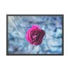 93854-124.jpg Garden Roses Framed Poster