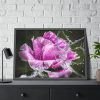 93854-131.jpg Rose Family Framed Poster