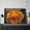 93854-135.jpg Drop of Water Framed Poster