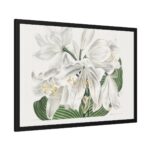 White Cape Coast Lily by Sydenham Edwards Framed Poster - Image 2