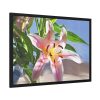 Pink Lily Framed Poster