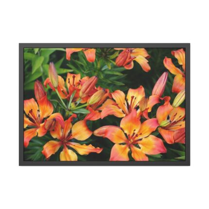 Orange Lily Framed Poster