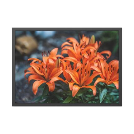 Orange Flower Framed Poster