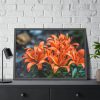 Orange Flower Framed Poster
