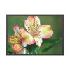 93854-188.jpg Lily of the Incas Framed Poster