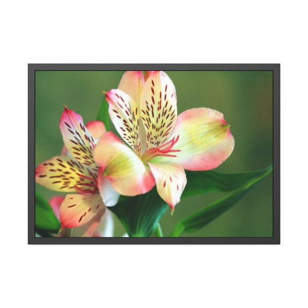 93854-188.jpg Lily of the Incas Framed Poster