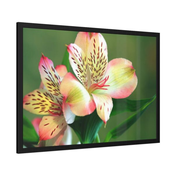 93854-189.jpg Lily of the Incas Framed Poster