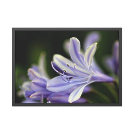 Purple White Glowing Lily Framed Poster