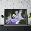 Purple White Glowing Lily Framed Poster