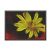 Yellow Flower Framed Poster