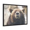Head of Grizzly Bear Framed Poster