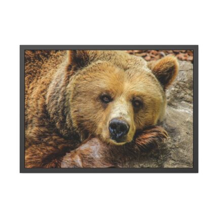 Bear is Resting Framed Poster