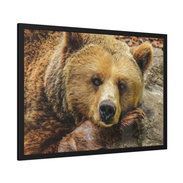 93854-229.jpg Bear is Resting Framed Poster