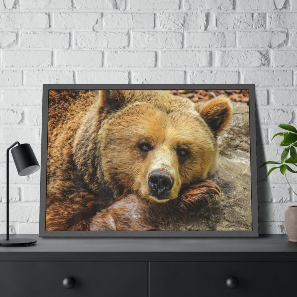93854-231.jpg Bear is Resting Framed Poster