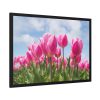 Tulip Beauty Framed Poster