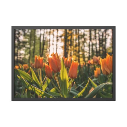 Blooming Orange Tulips Framed Poster