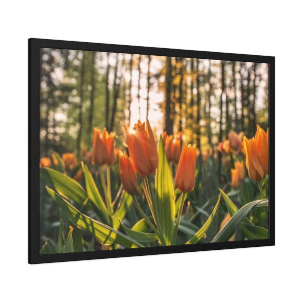 Blooming Orange Tulips Framed Poster
