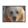 93854-248.jpg Bear Close up Framed Poster