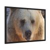 93854-249.jpg Bear Close up Framed Poster