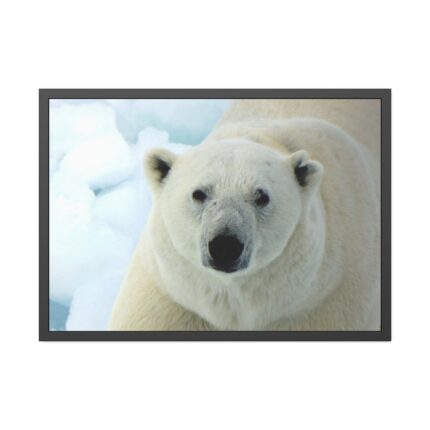 Polar Bear Close up Framed Poster