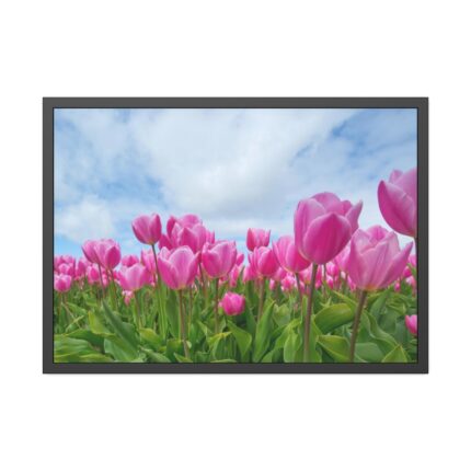 Pink Tulip Framed Poster