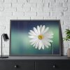 93854-339.jpg Lonely Daisy Framed Poster