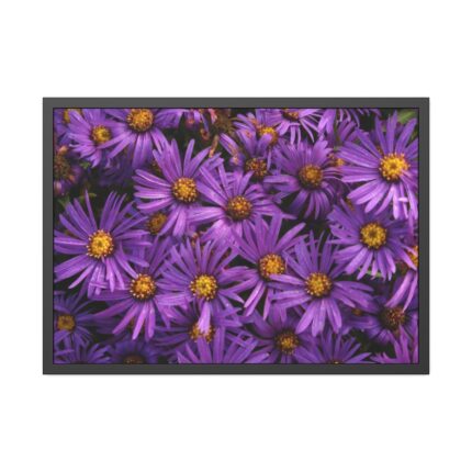 Purple Daisy Framed Poster
