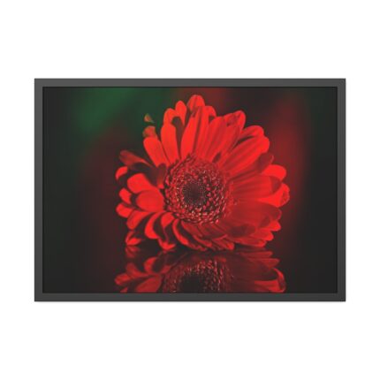 Red Daisy Framed Poster