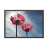 93854-368.jpg Pink Daisy with Blue Sky Framed Poster