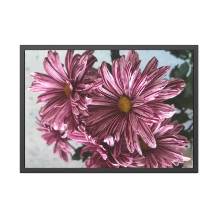 Pink-White Daisies Framed Poster