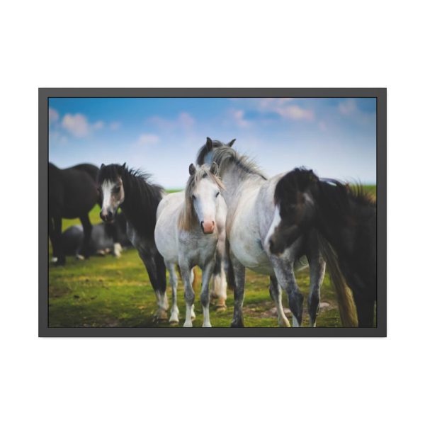 93854-380.jpg A Herd of Grey and White Horses Framed Poster